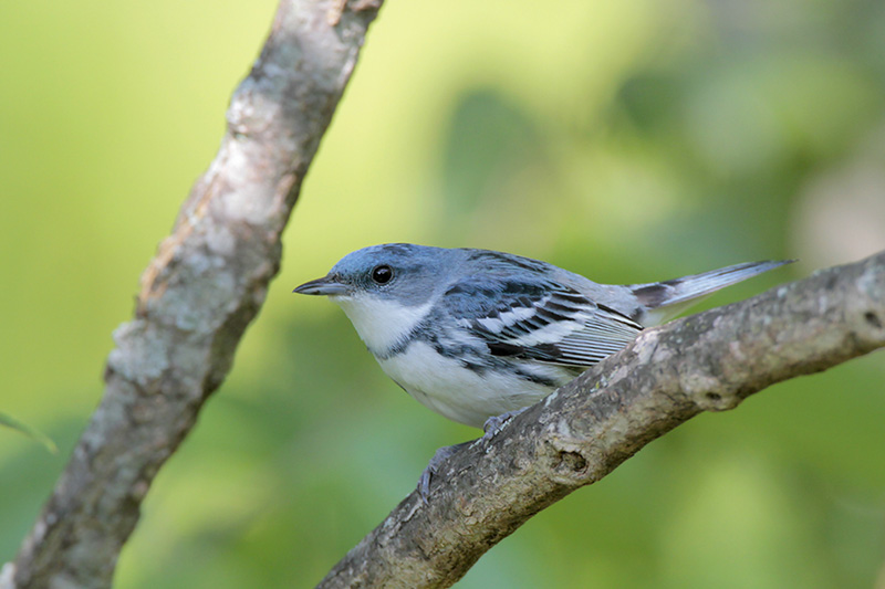 Cerulean Warbler