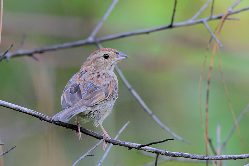 Bachmans Sparrow