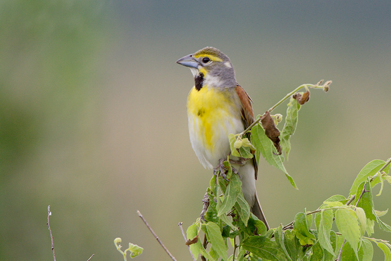 Dickcissel