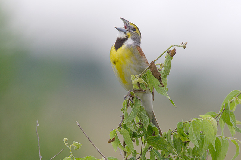 Dickcissel