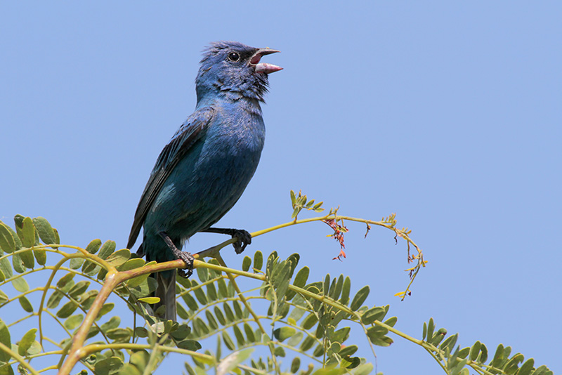 Indigo Bunting