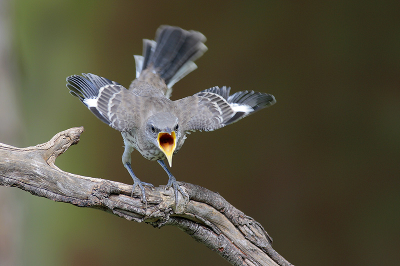 Northern Mockingbird