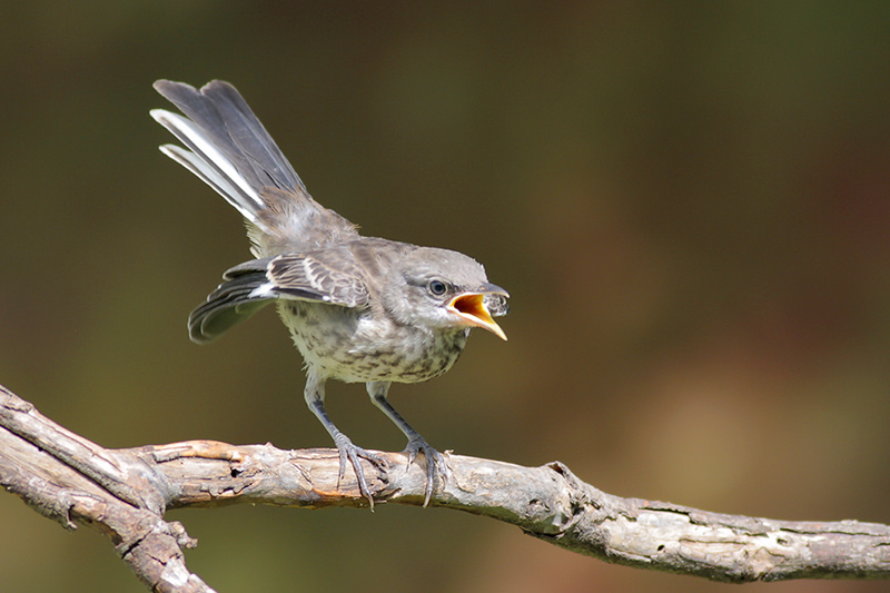 Northern Mockingbird