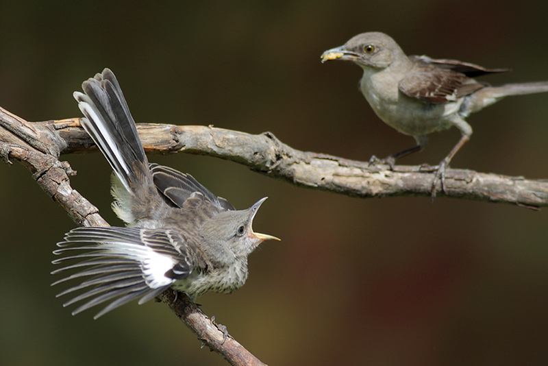 Northern Mockingbird