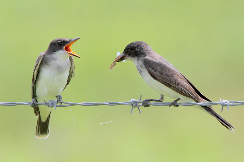 Eastern Kingbird