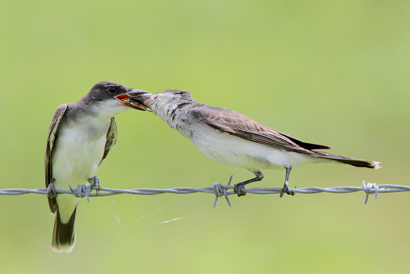 Eastern Kingbird