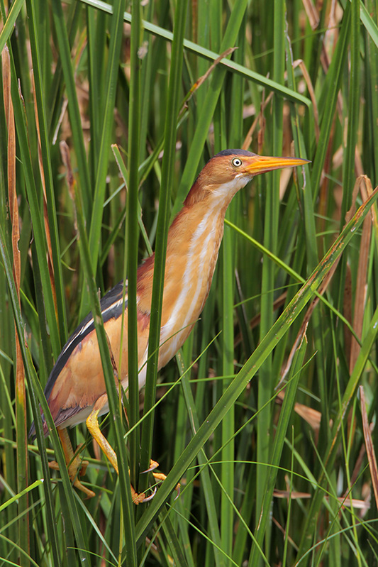 Least Bittern