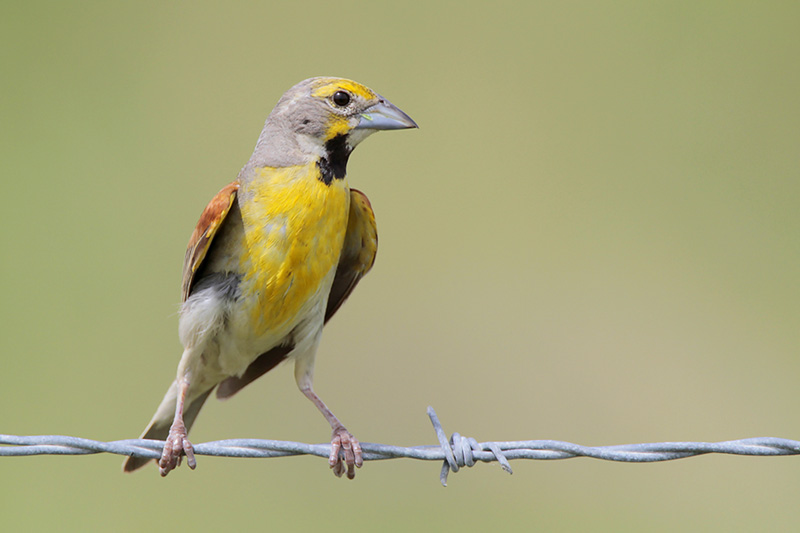 Dickcissel