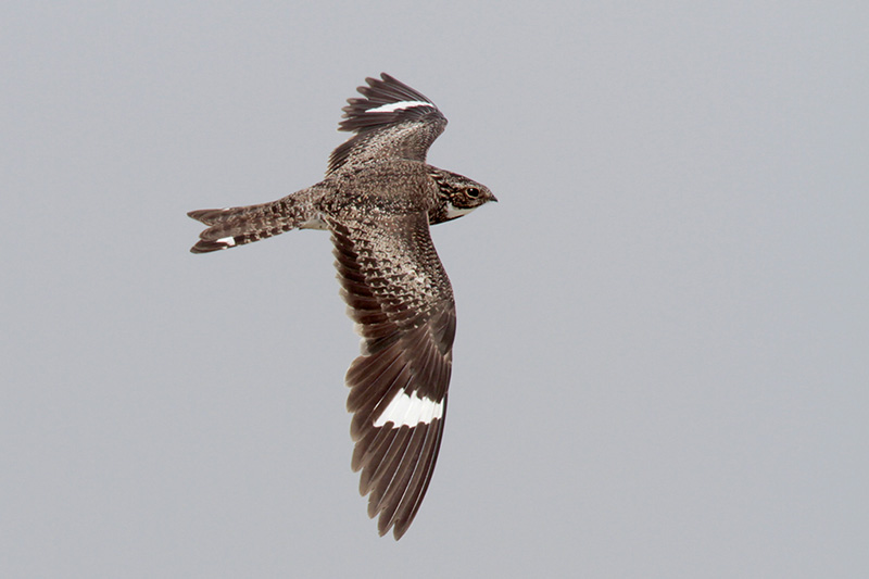Common Nighthawk