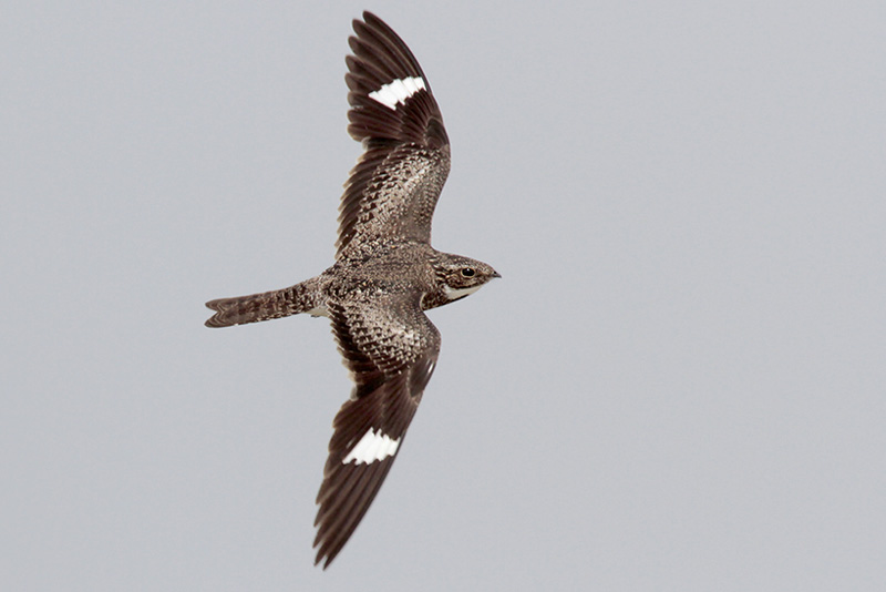 Common Nighthawk