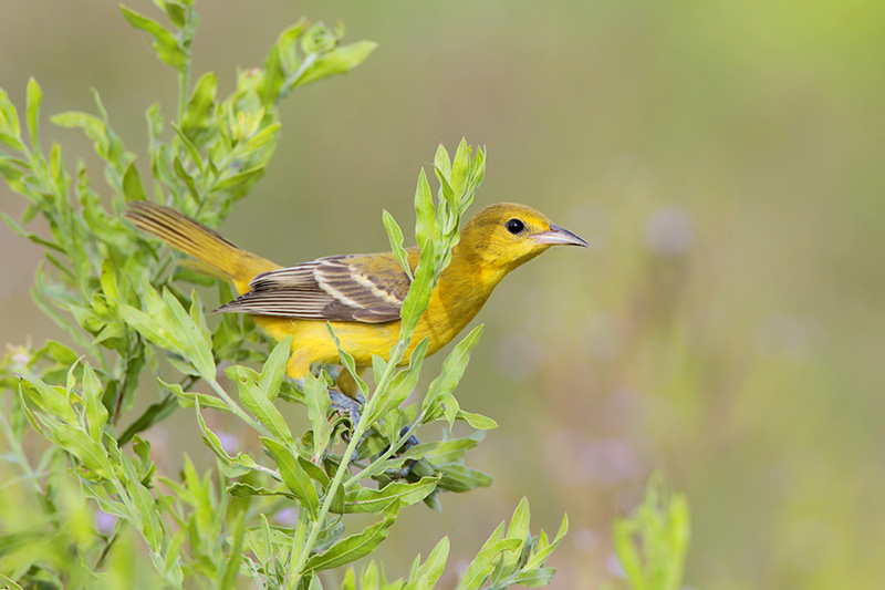 Orchard Oriole