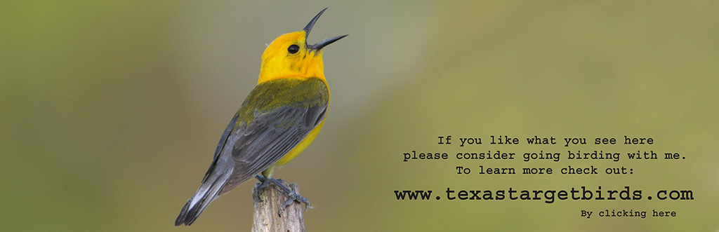 www.texastargetbirds.com