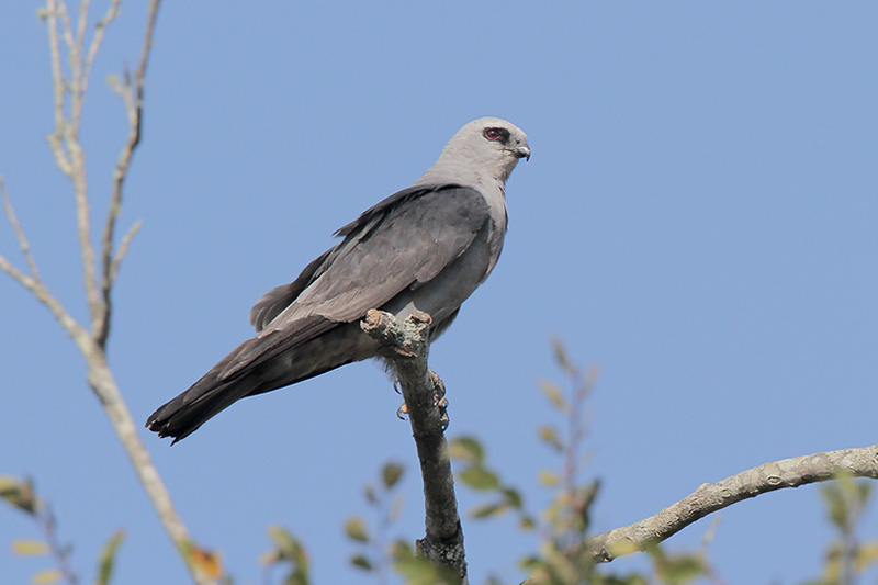 Mississippi Kite