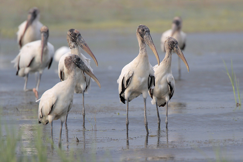 Wood Stork
