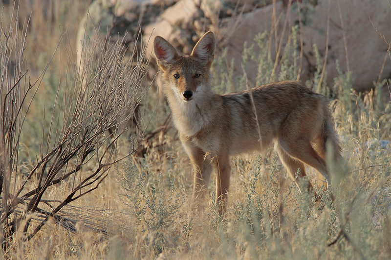 Coyote