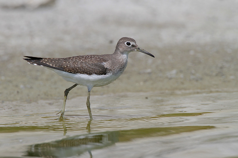 Solitary Sandpiper