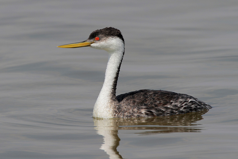 Western Grebe