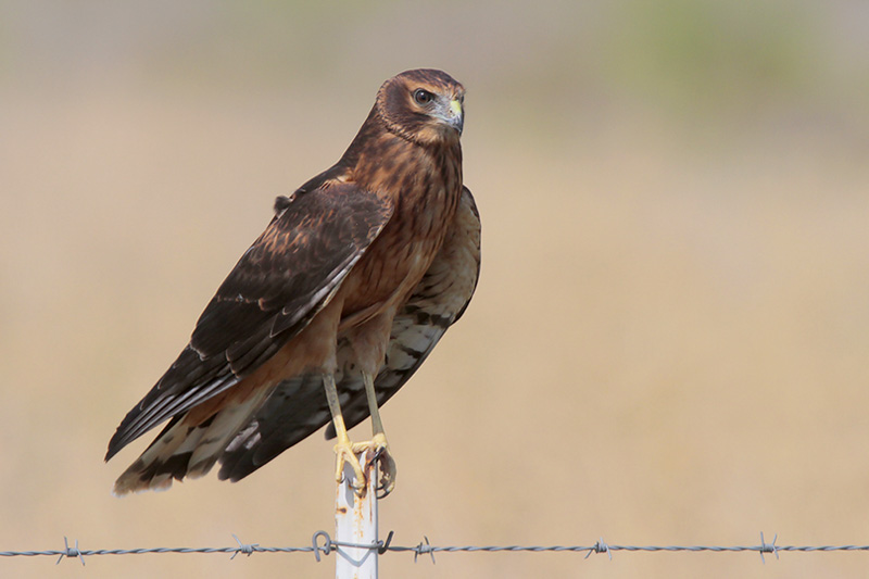 Northern Harrier