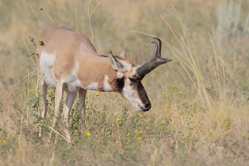 Pronghorn