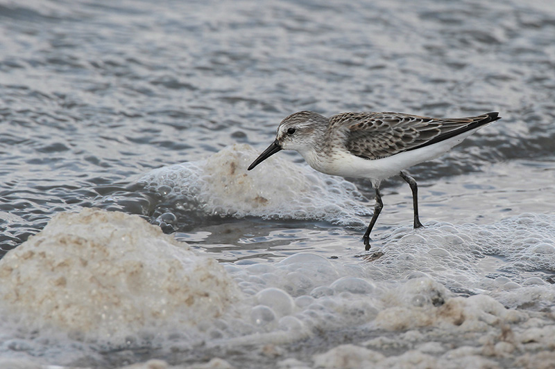 Western Sandpiper