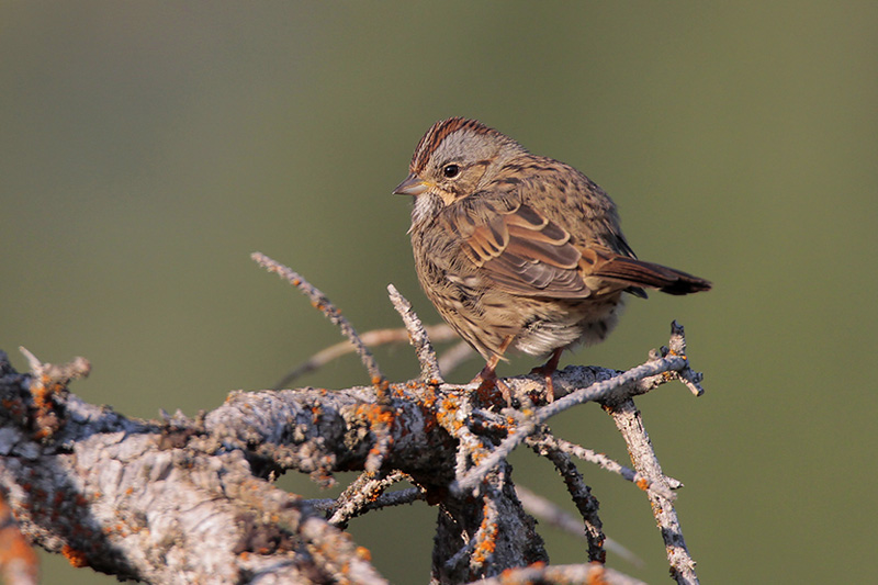 Lincolns Sparrow