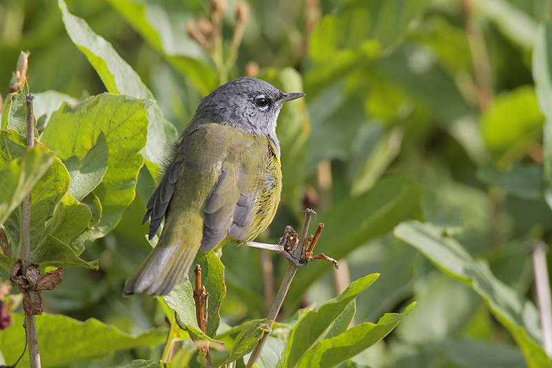 MacGillivrays Warbler