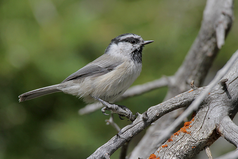 Mountain Chickadee