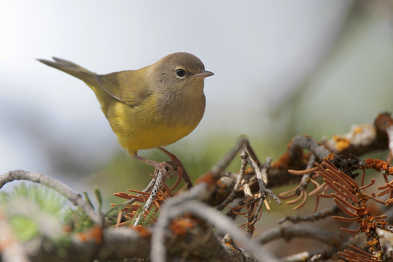 MacGillivrays Warbler
