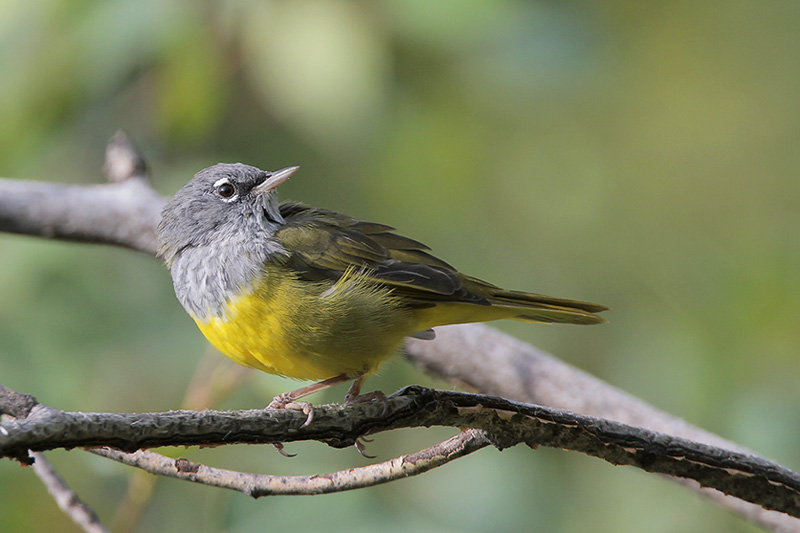 MacGillivrays Warbler