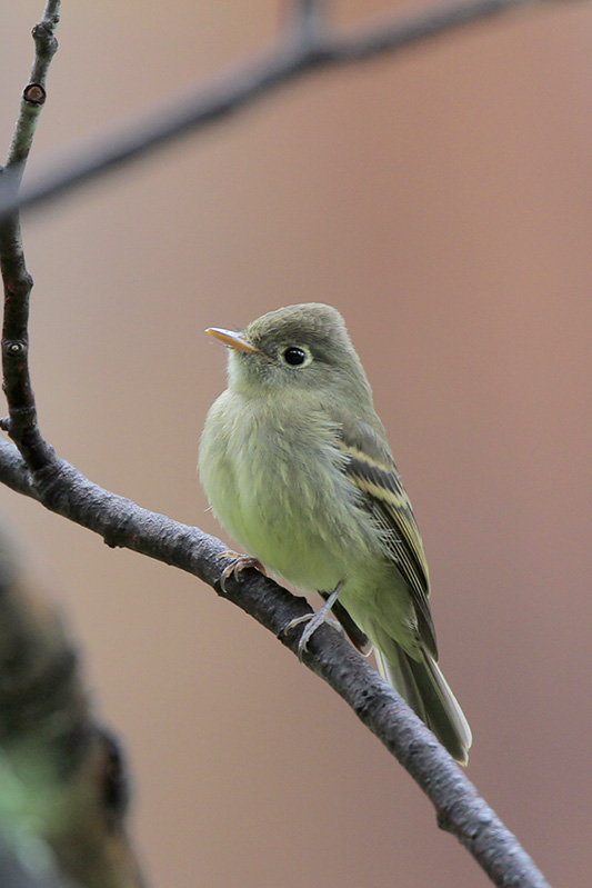 Cordilleran Flycatcher