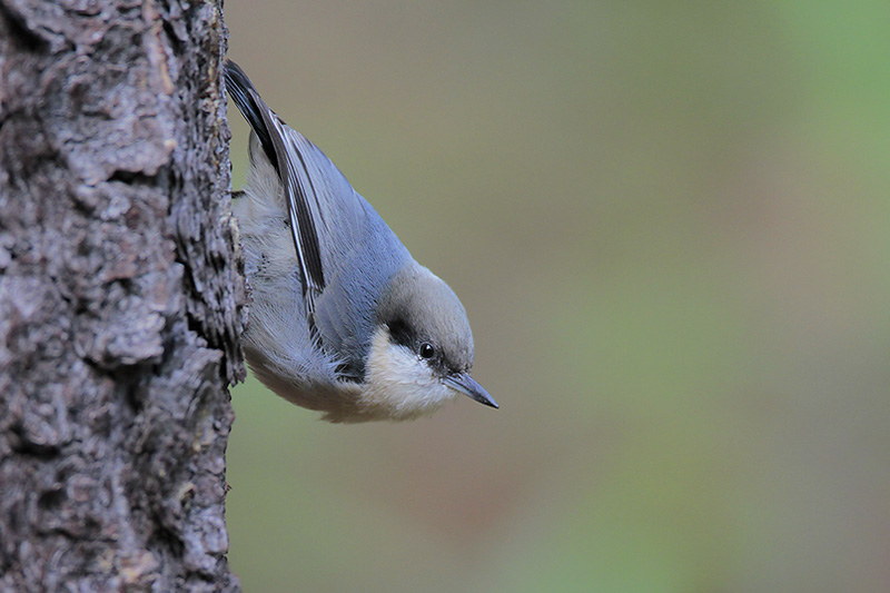 Pygmy Nuthatch