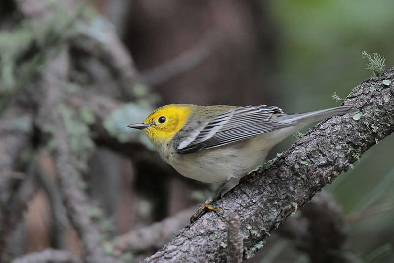 Hermit Warbler