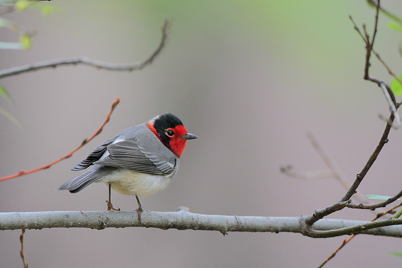 Red-faced Warbler