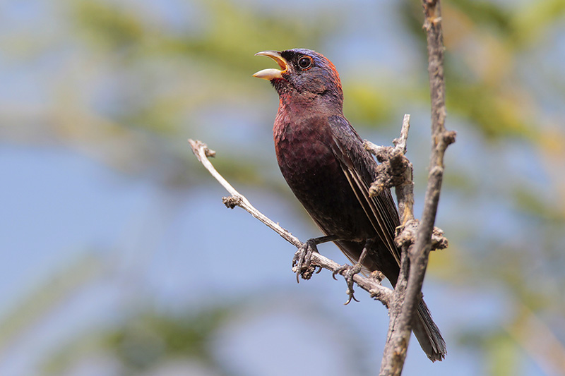 Varied Bunting