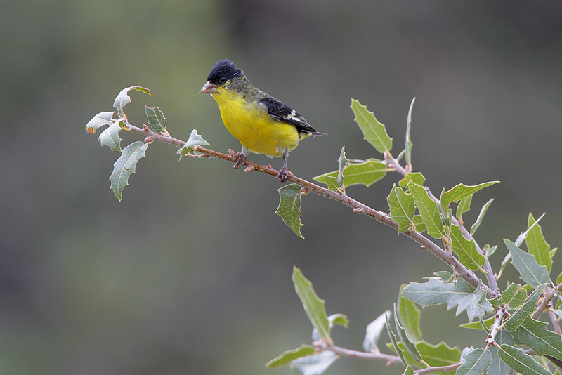 Lesser Goldfinch