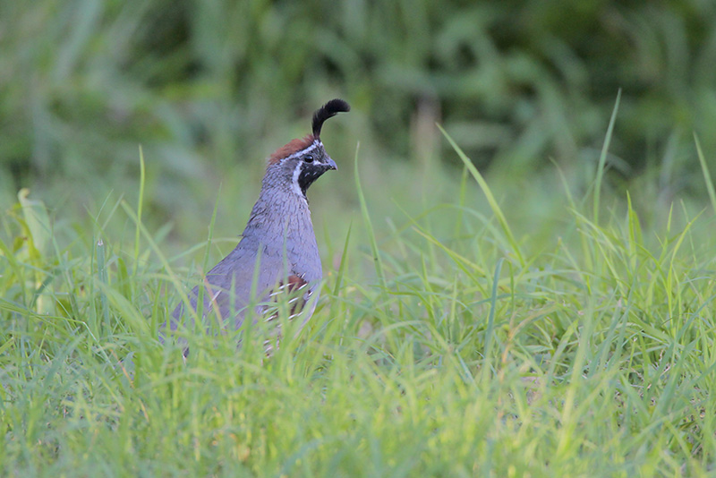 Gambels Quail