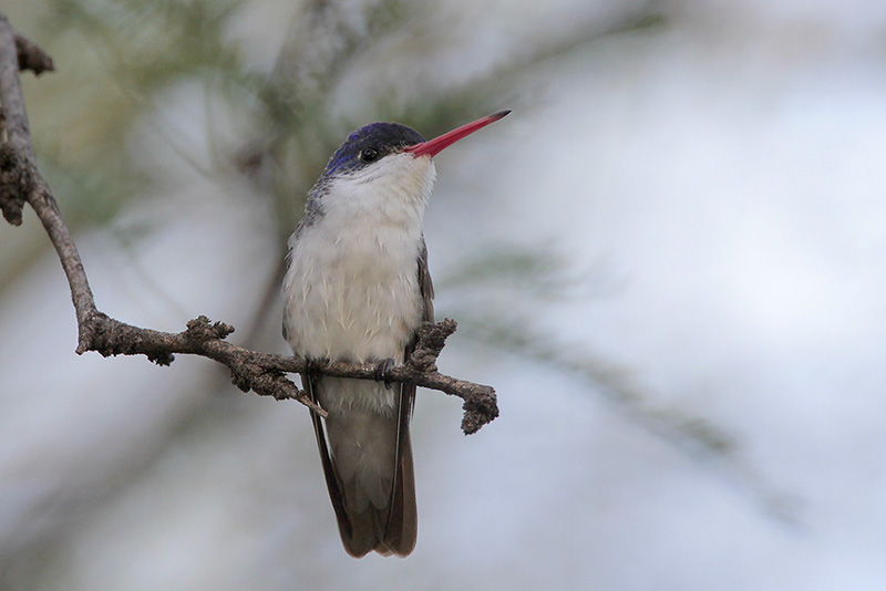 Violet-crowned Hummingbird