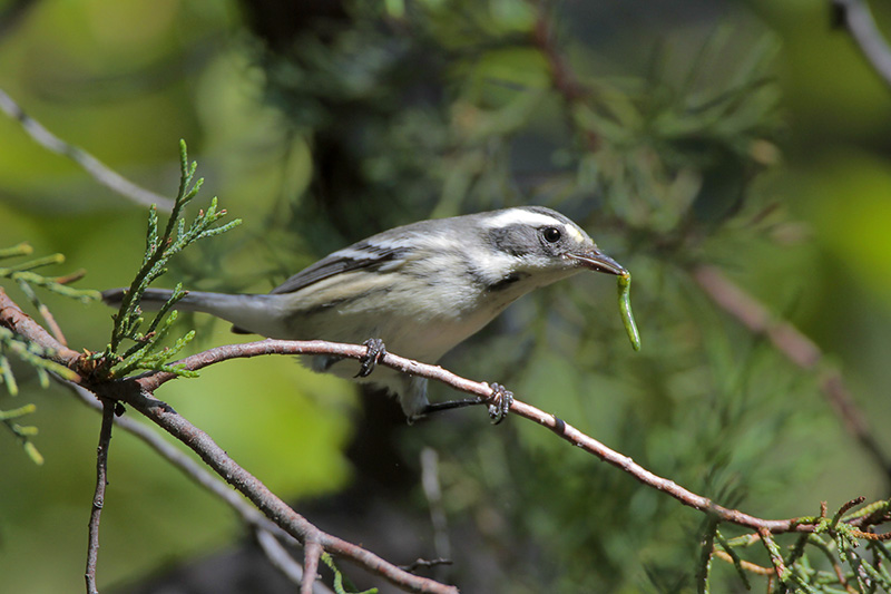 Black-throated Gray Warbler