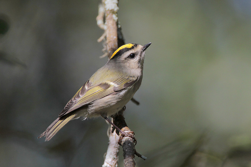 Golden-crowned Kinglet