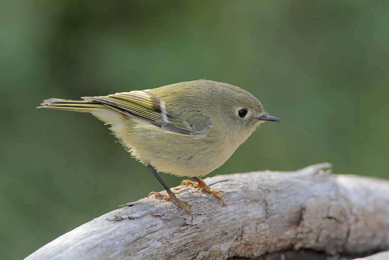 Ruby-crowned Kinglet