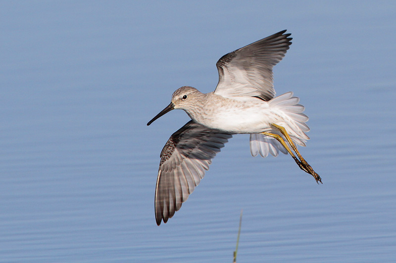 Stilt Sandpiper