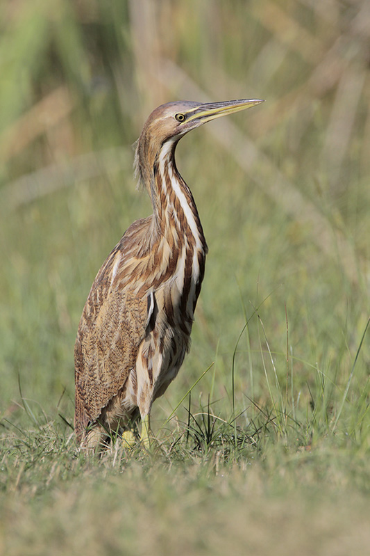 American Bittern