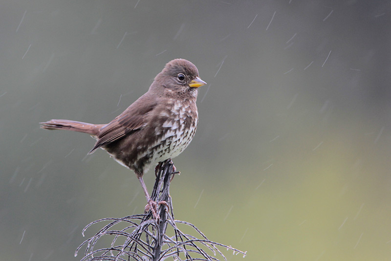 Fox Sparrow