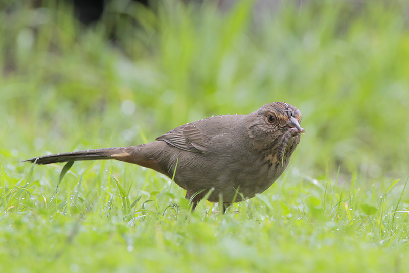 California Towhee