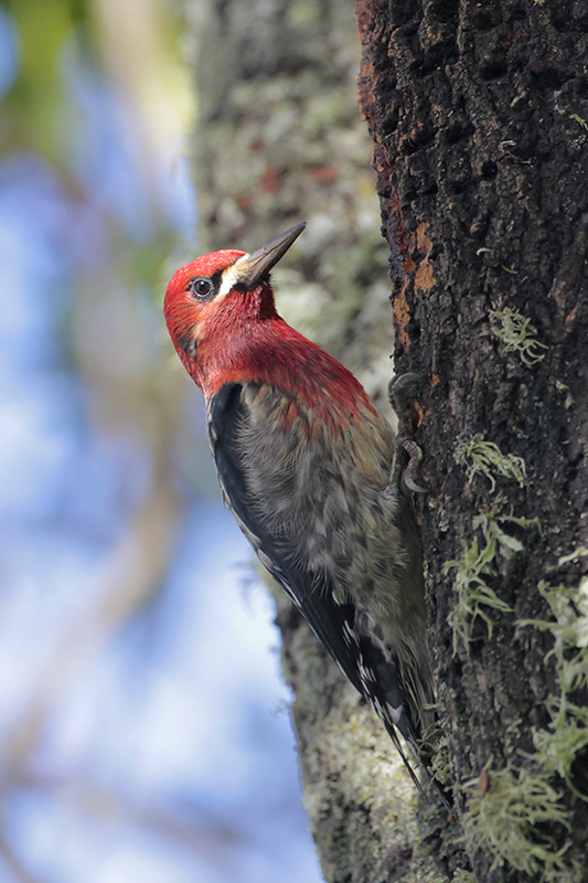 Red-breasted Sapsucker