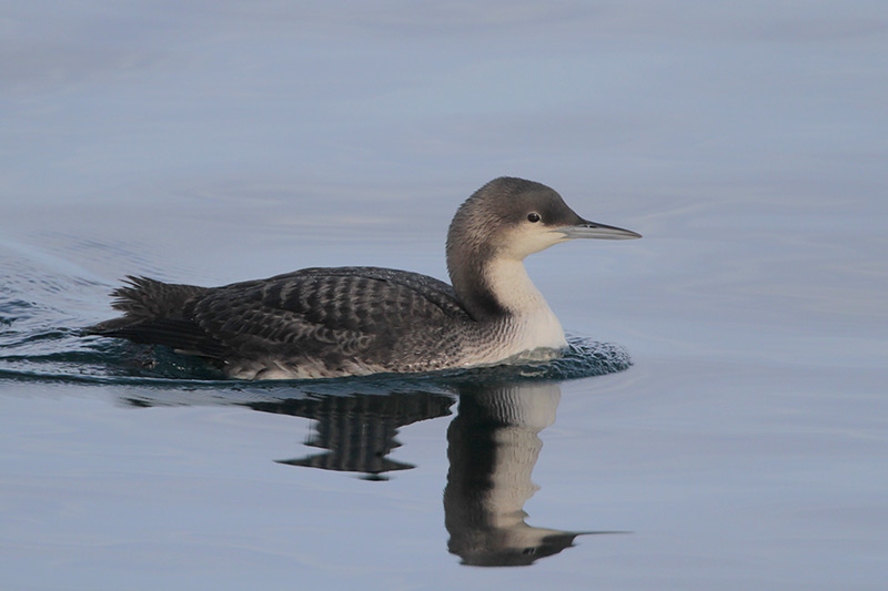 Pacific Loon