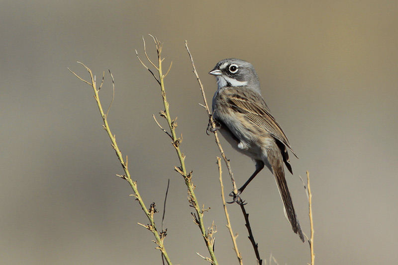 Sage Sparrow