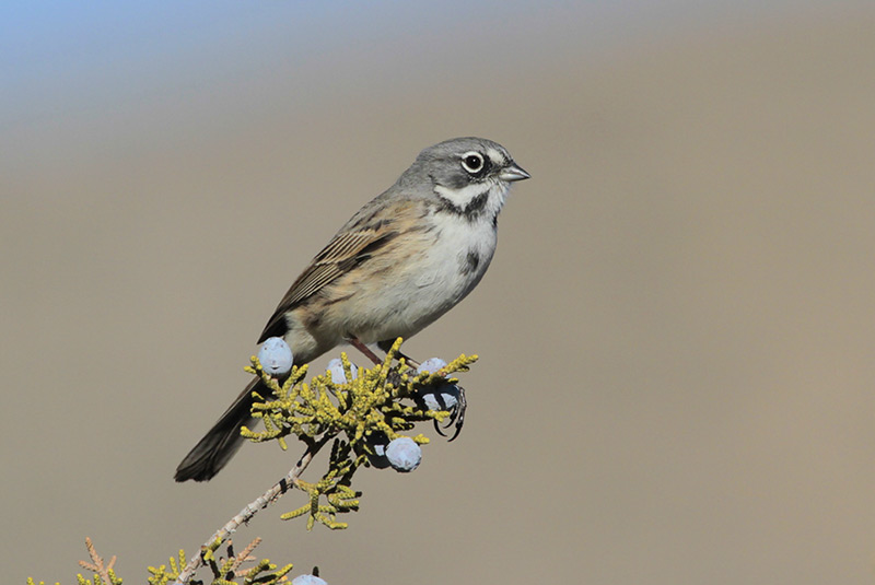 Bell’s Sage Sparrow