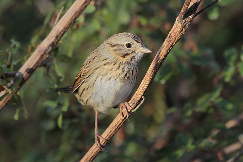 Lincolns Sparrow