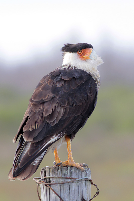 Crested Caracara